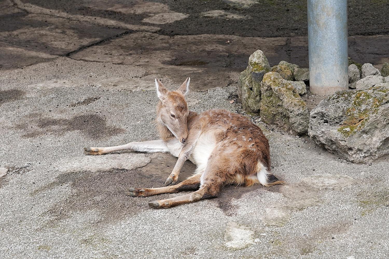 走馬觀花的成都動物園一日遊