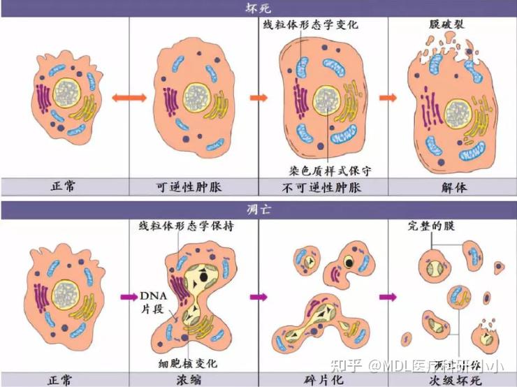 细胞凋亡周期