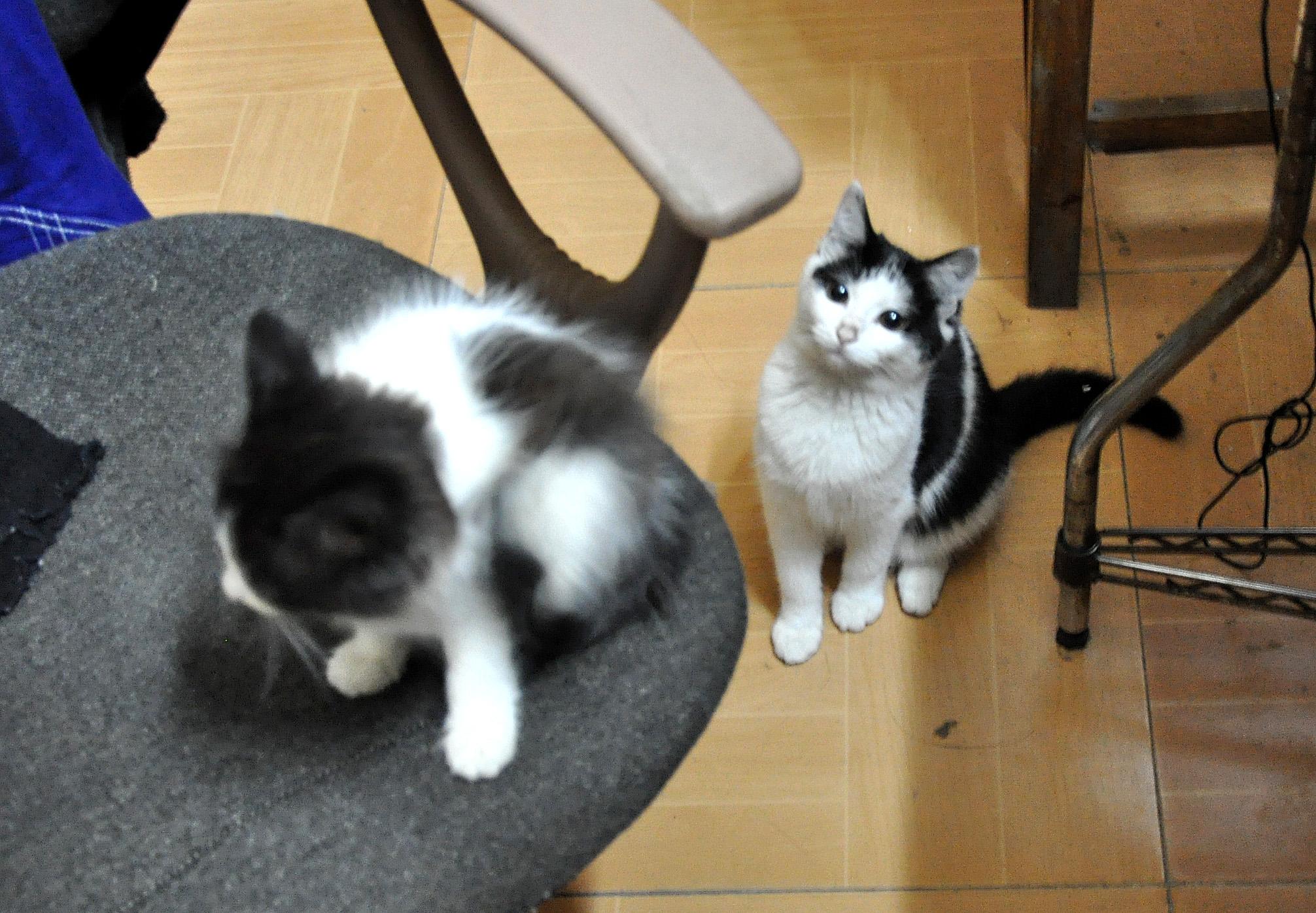 为什么奶牛猫有喵界神经病之称?