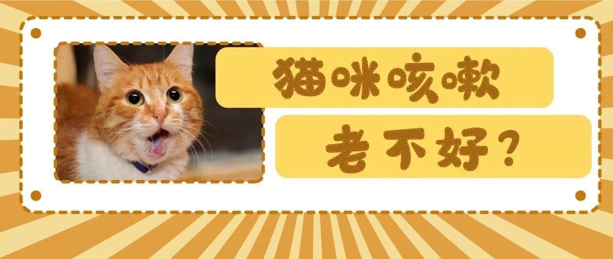 发现猫咪咳嗽，你最需要观察的4件事！ - 知乎