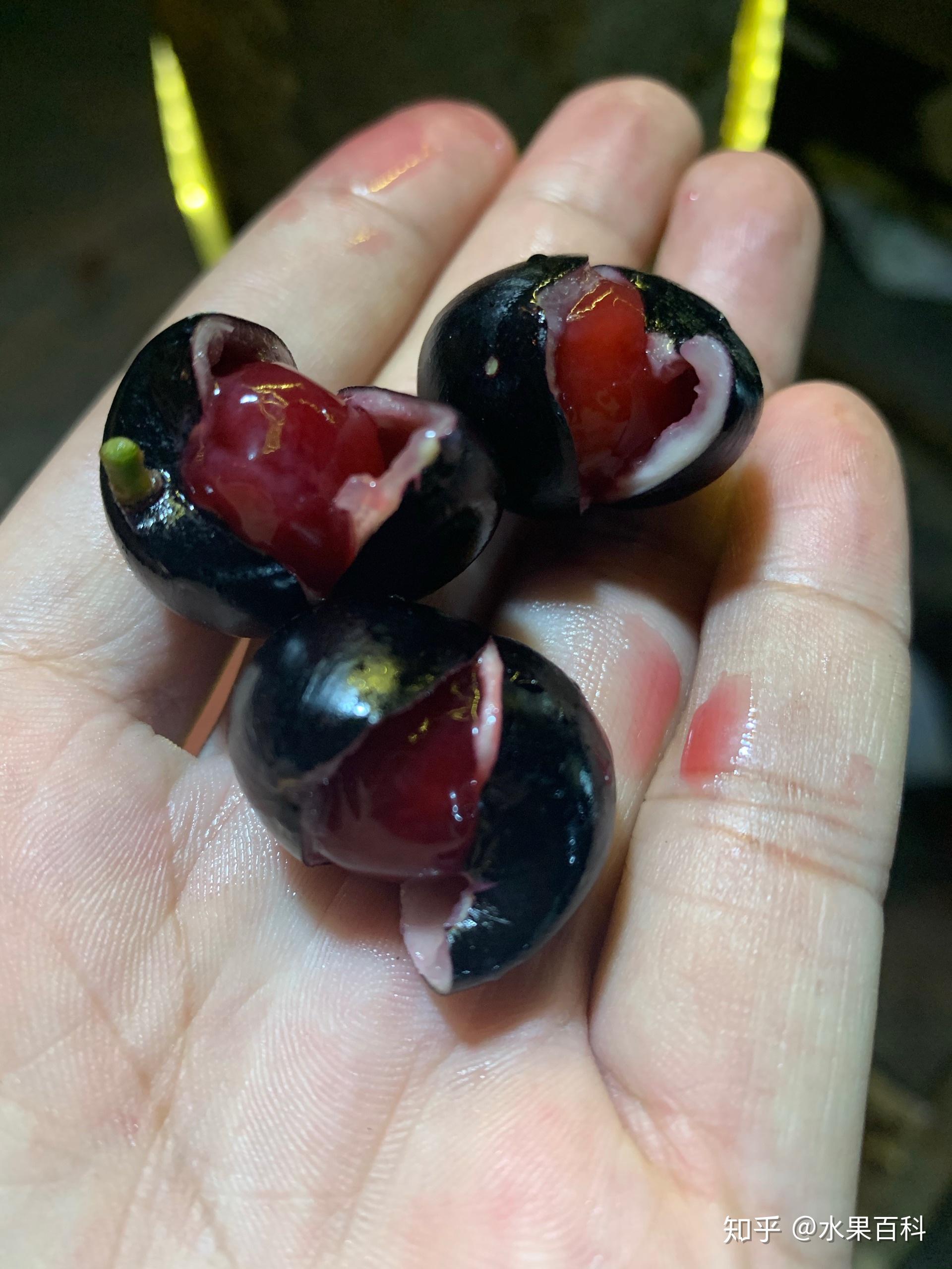 海南玻璃果割舌果