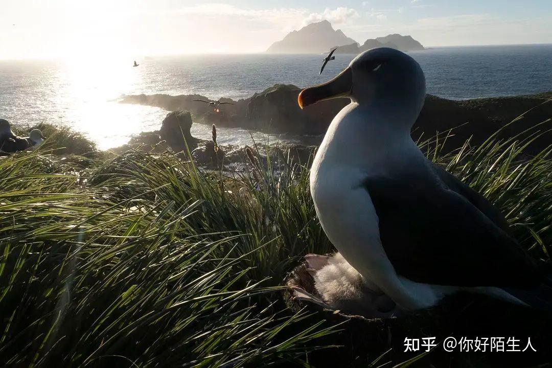 大衛·愛登堡類型:紀錄片集數:7每集:60分鐘地區:英國主創團隊歷時4年