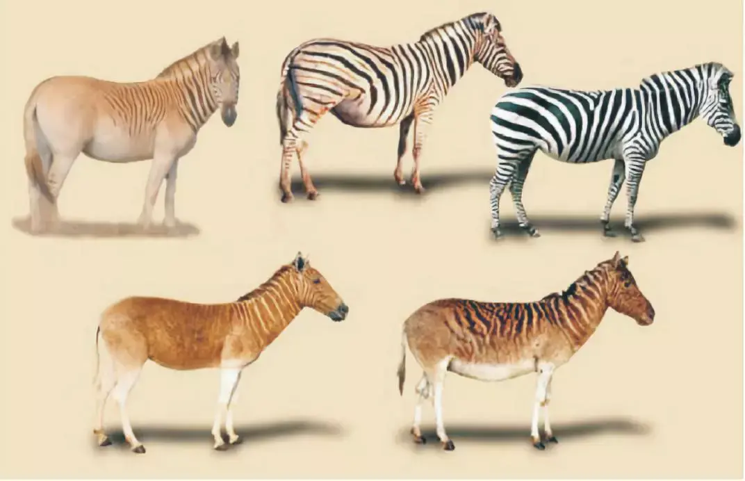 灭绝了一个世纪这种掉色的斑马真的能复活吗