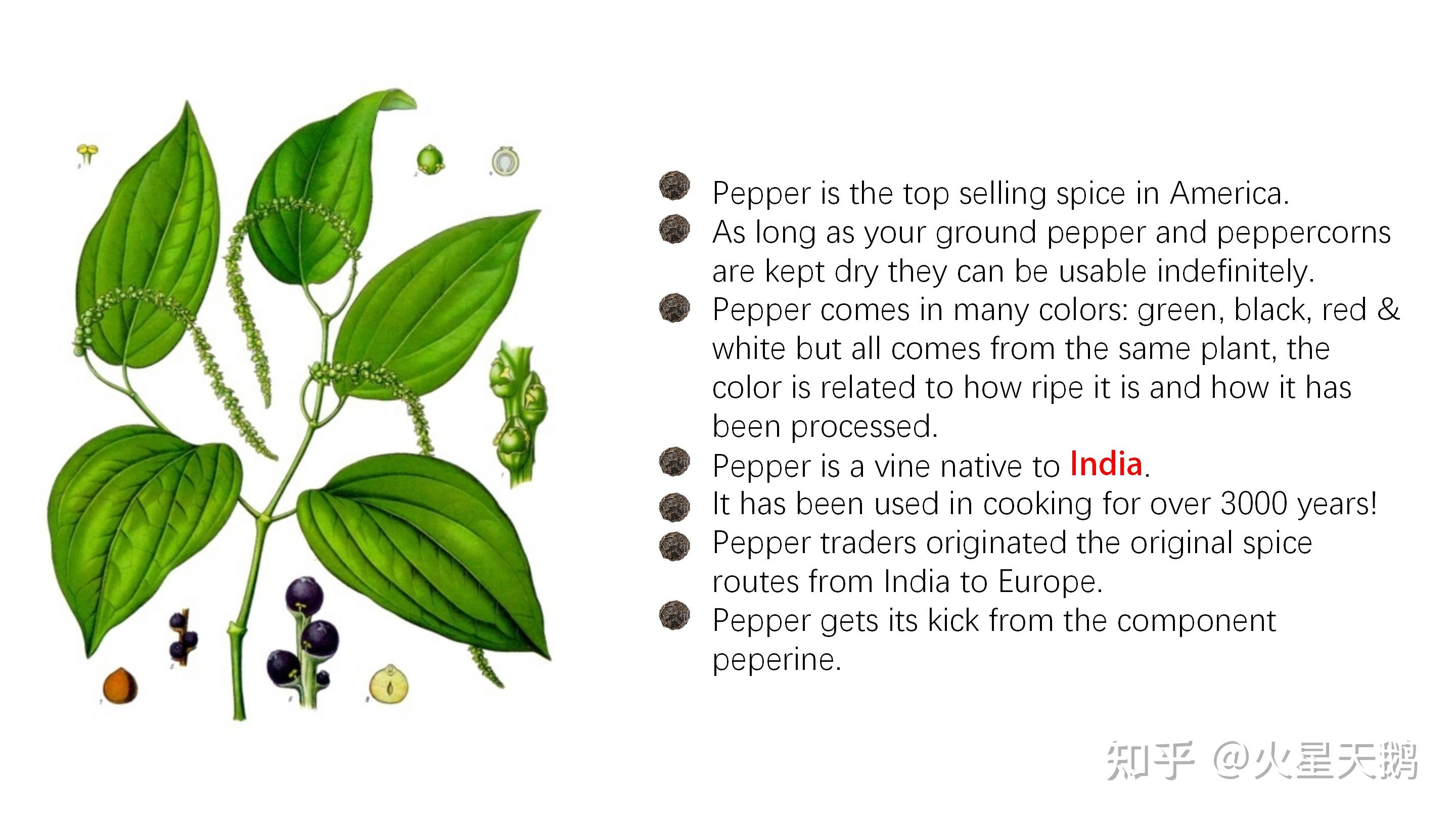 胡椒的历史abriefhistoryofpepper