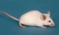最常见的实验小鼠品系—C57BL/6小鼠、BALB/c小鼠简介 - 知乎
