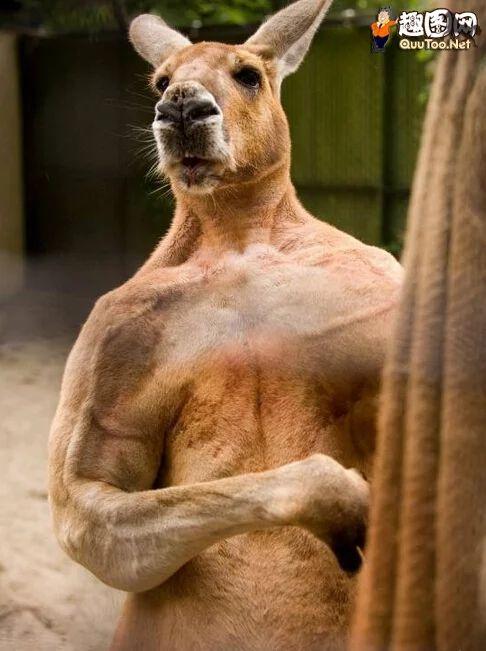 不开心就打,让袋鼠兄贵教你做人.