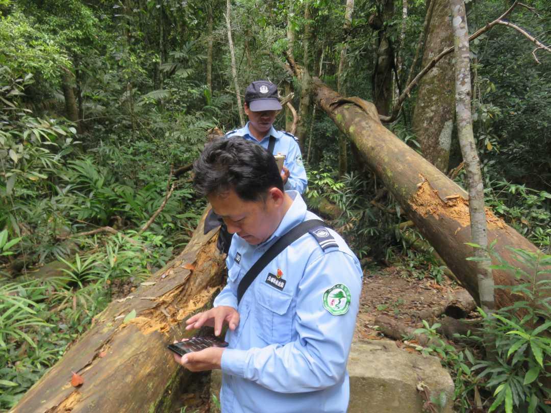 三江源國家公園正式設立條件已成熟 海南長臂猿種群恢復勢頭良好