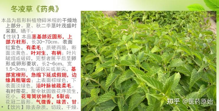 带你识别冬凌草