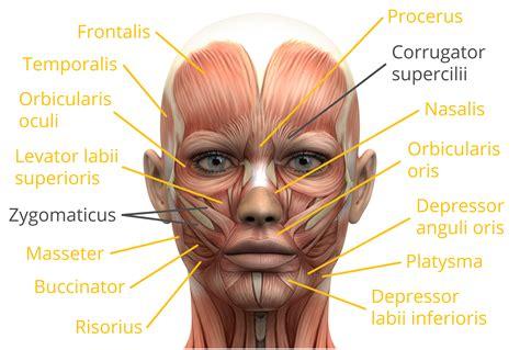 艺用解剖 | 面部肌肉1 - 知乎 botox unit diagram 