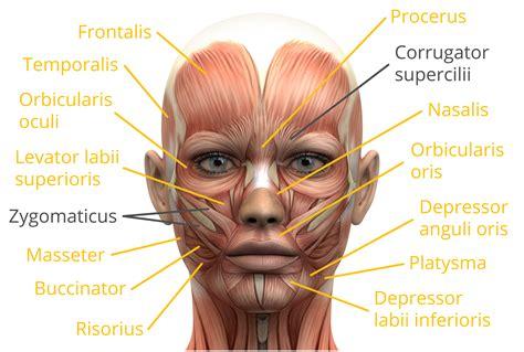 艺用解剖 | 面部肌肉1 - 知乎 label nerve diagram 
