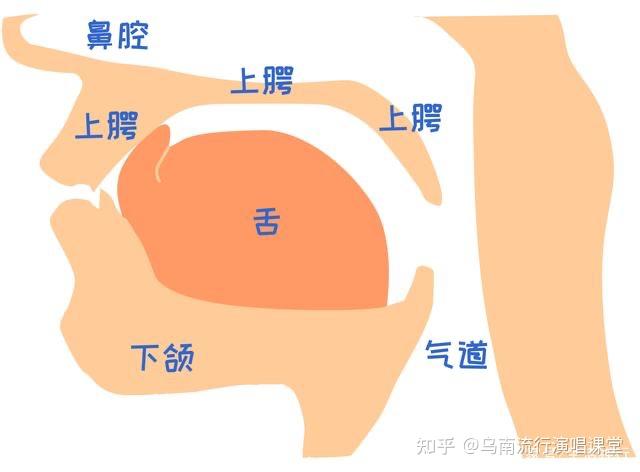 让舌位来拯救音色不统一!——舌部机能专题二 - 知乎