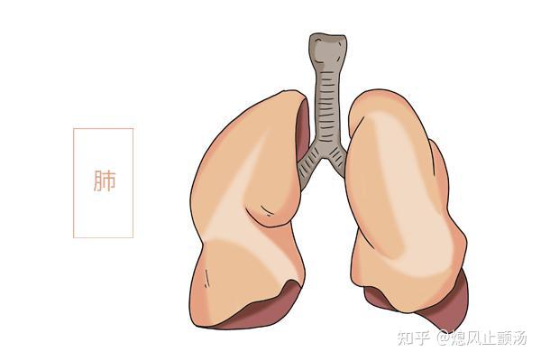 人體器官衰老表公佈,對照著保養,也許會比別人老得慢 - 知乎