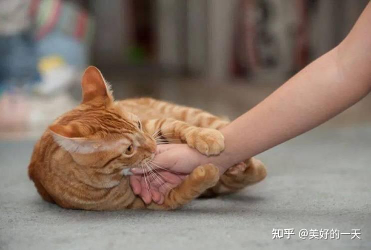 猫咪撒娇抱着手的图片图片