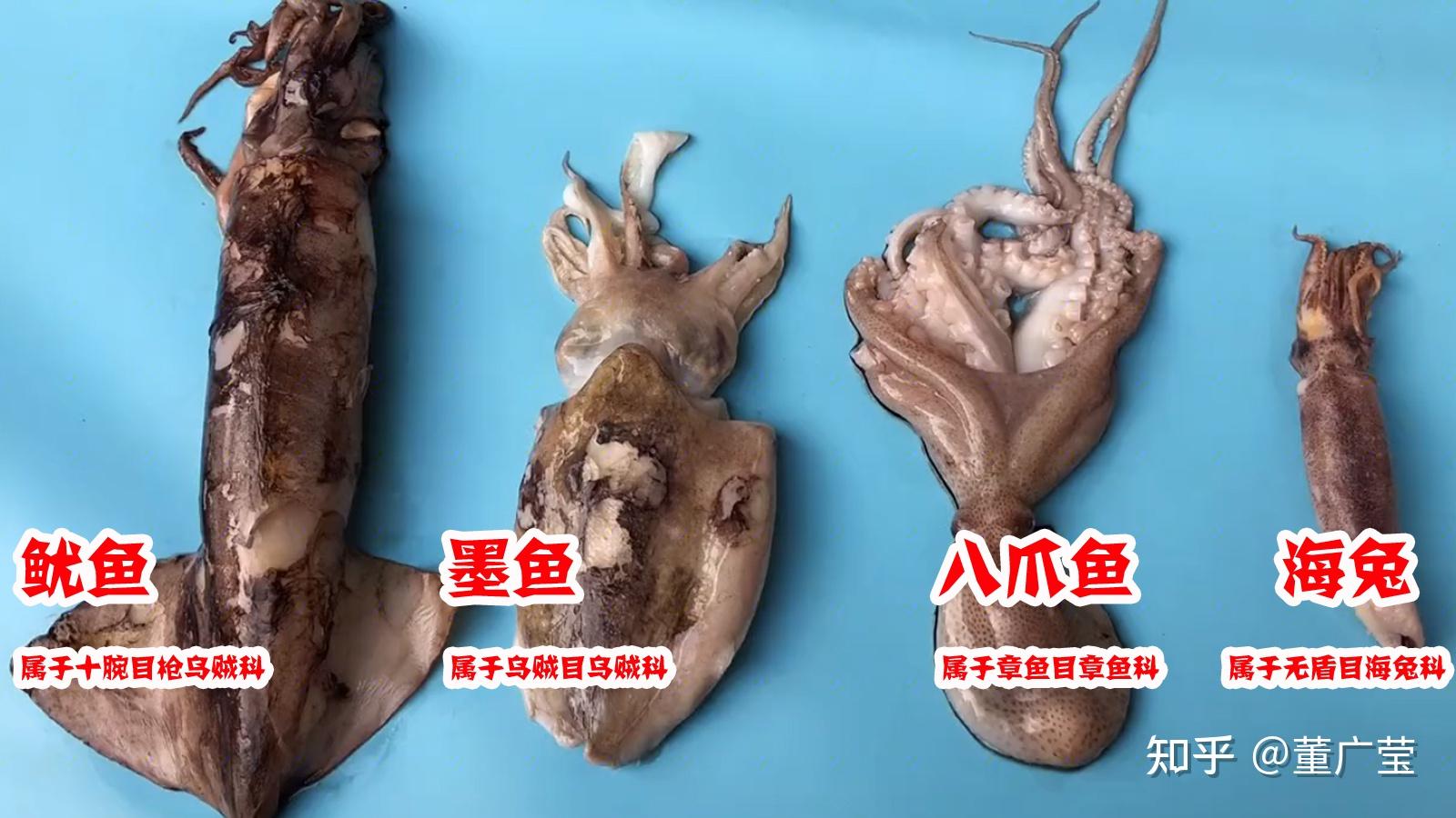 一文读懂鱿鱼、墨鱼、八爪鱼、海兔的区别，4种海鲜的不同吃法 - 知乎