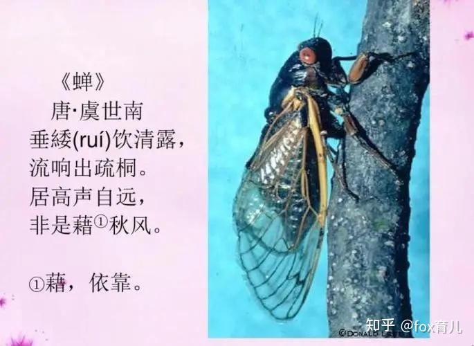 每日一诗 | 虞世南《蝉》 - 知乎