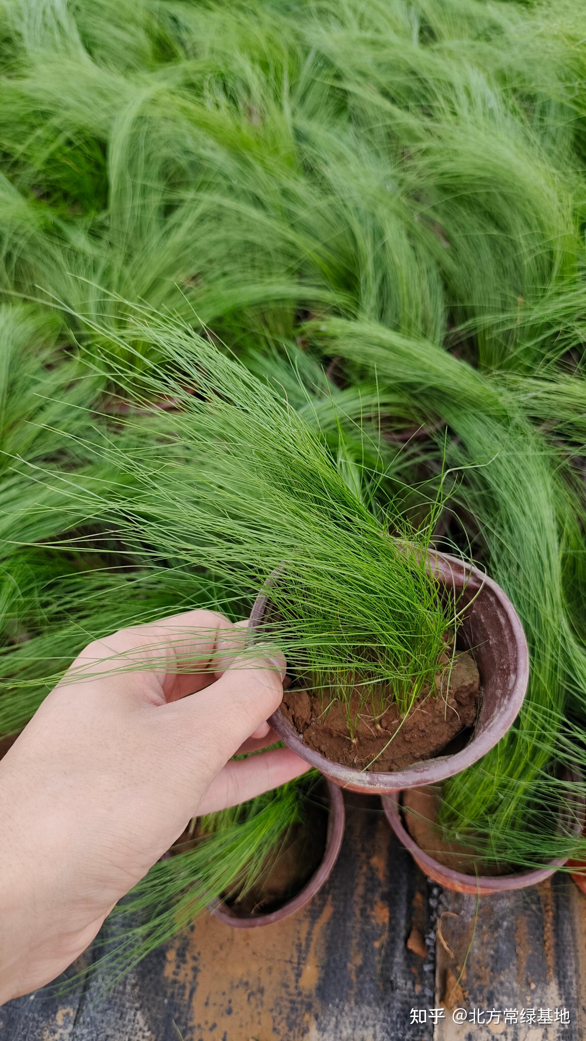 针茅小苗养护有哪些技巧? - 知乎