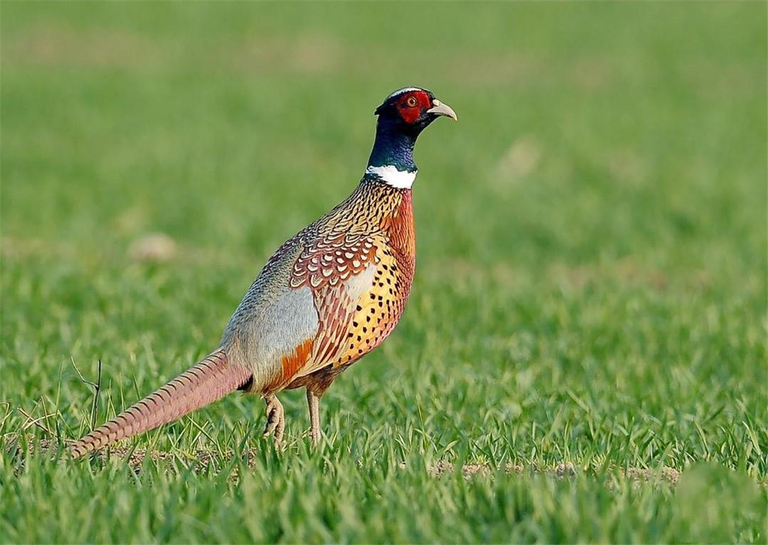 桂林漓江边发现七彩土凤凰戴着白围脖见到人就卧地不动