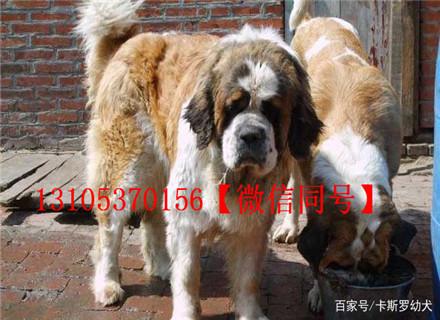 哪里有卖肉狗苗的 肉鸡苗价格最新行情