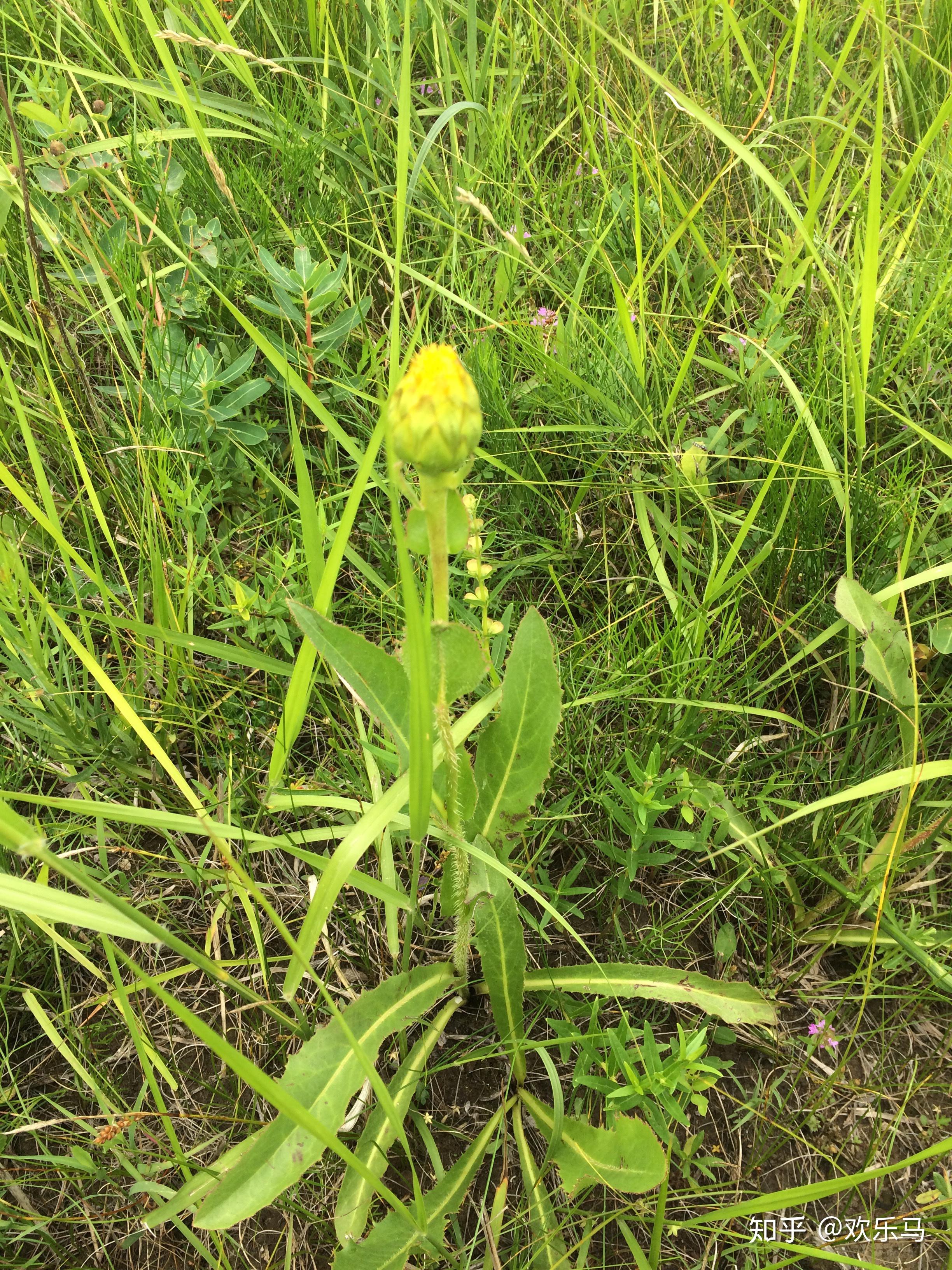 大庆野地植物63猫儿菊