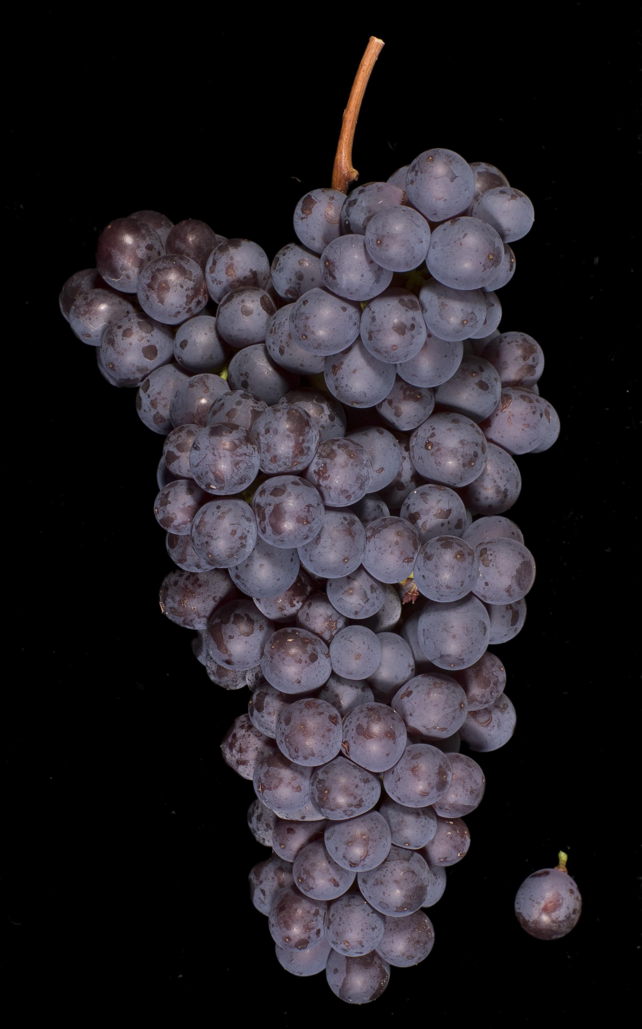 皮埃蒙特小众本土红葡萄品种 - 知乎