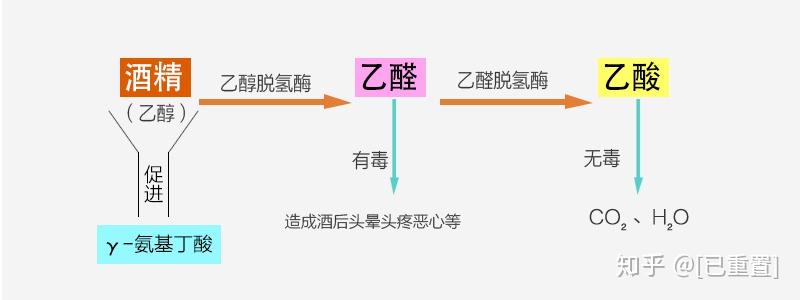 γ-氨基丁酸對人體生理功能有益影響 - 知乎