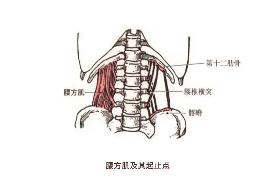 【肌肉科普】探讨身体肌肉—腰方肌