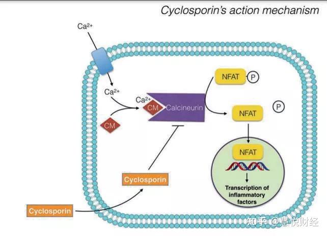 環孢素a為一種選擇性免疫抑制劑,可抑制鈣調磷酸酶(一種t細胞的活化劑