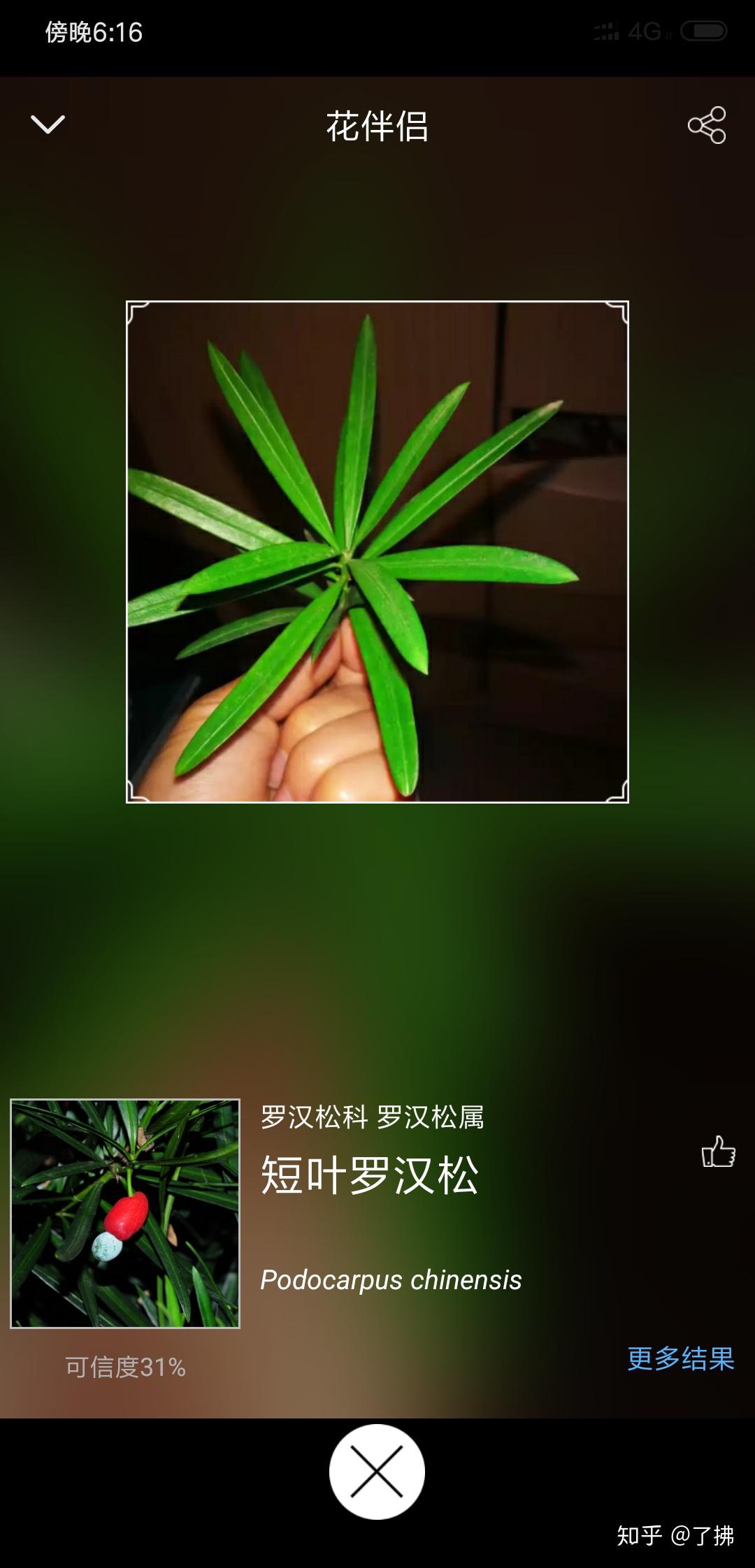 从这个叶子能知道树的名字吗?