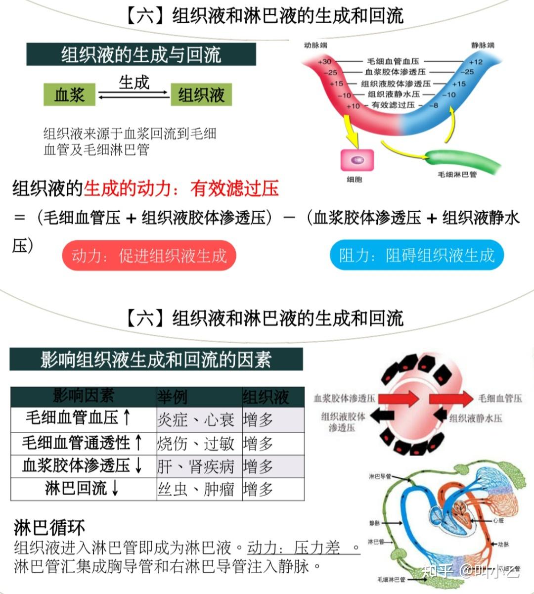 组织液生成的动力和影响生成的因素