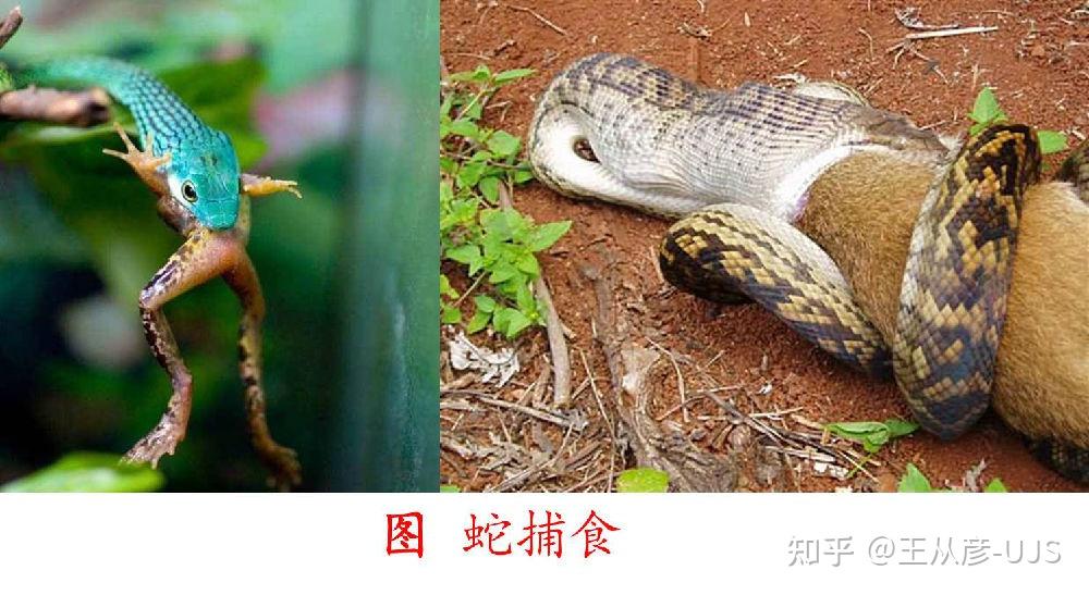 生物界的捕食 - 知乎