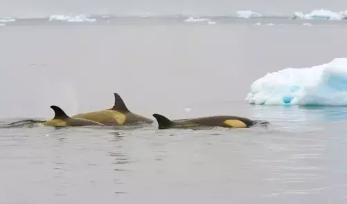 虎鲸会从南极游5000千米去温暖的水域抠死皮,一年至少要去做一次.