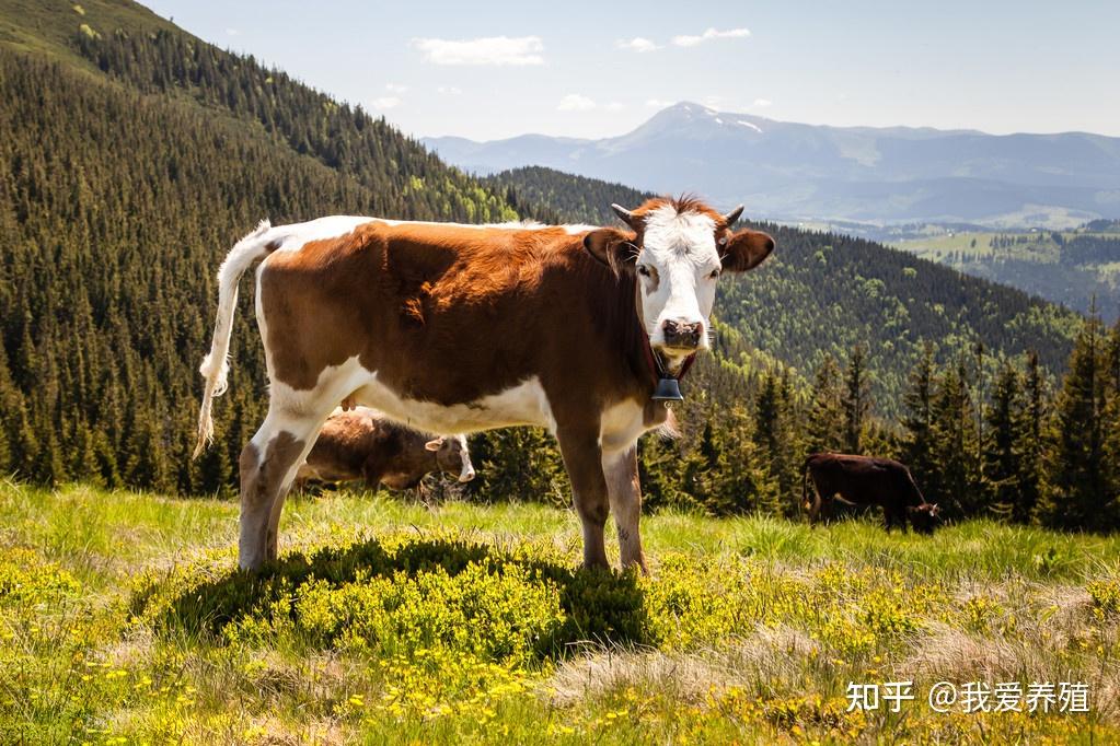 冬季养牛的七个技巧