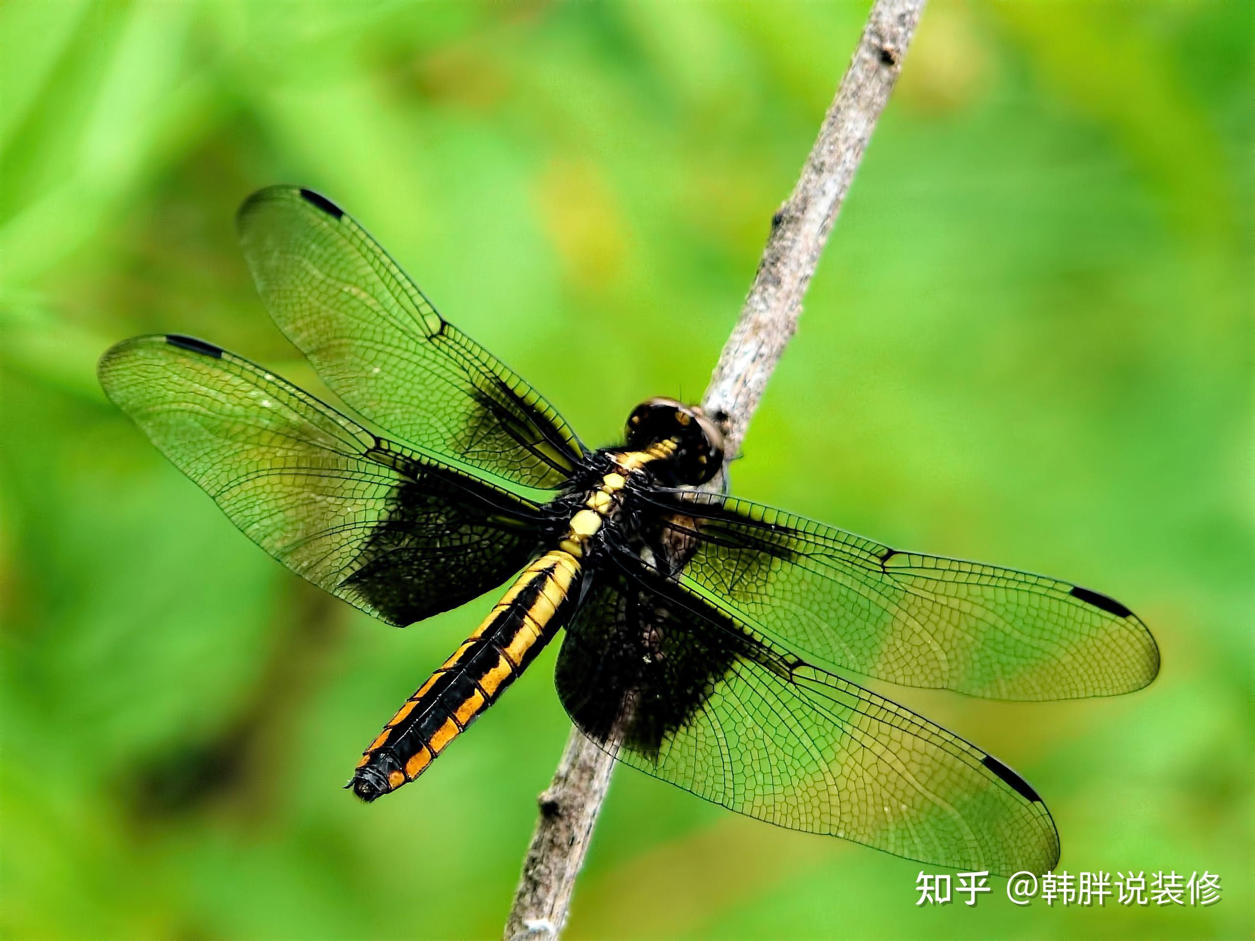 6物进宅添福添财具体是指哪6物到底有什么说法