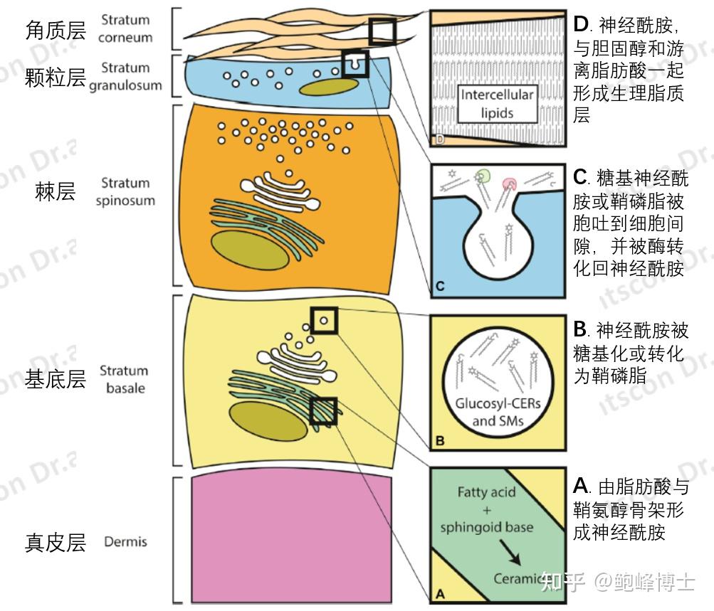 神经酰胺结构图图片