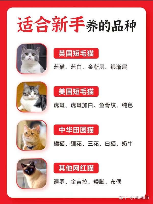 猫猫！救星！最全的猫猫种类大全 - 知乎
