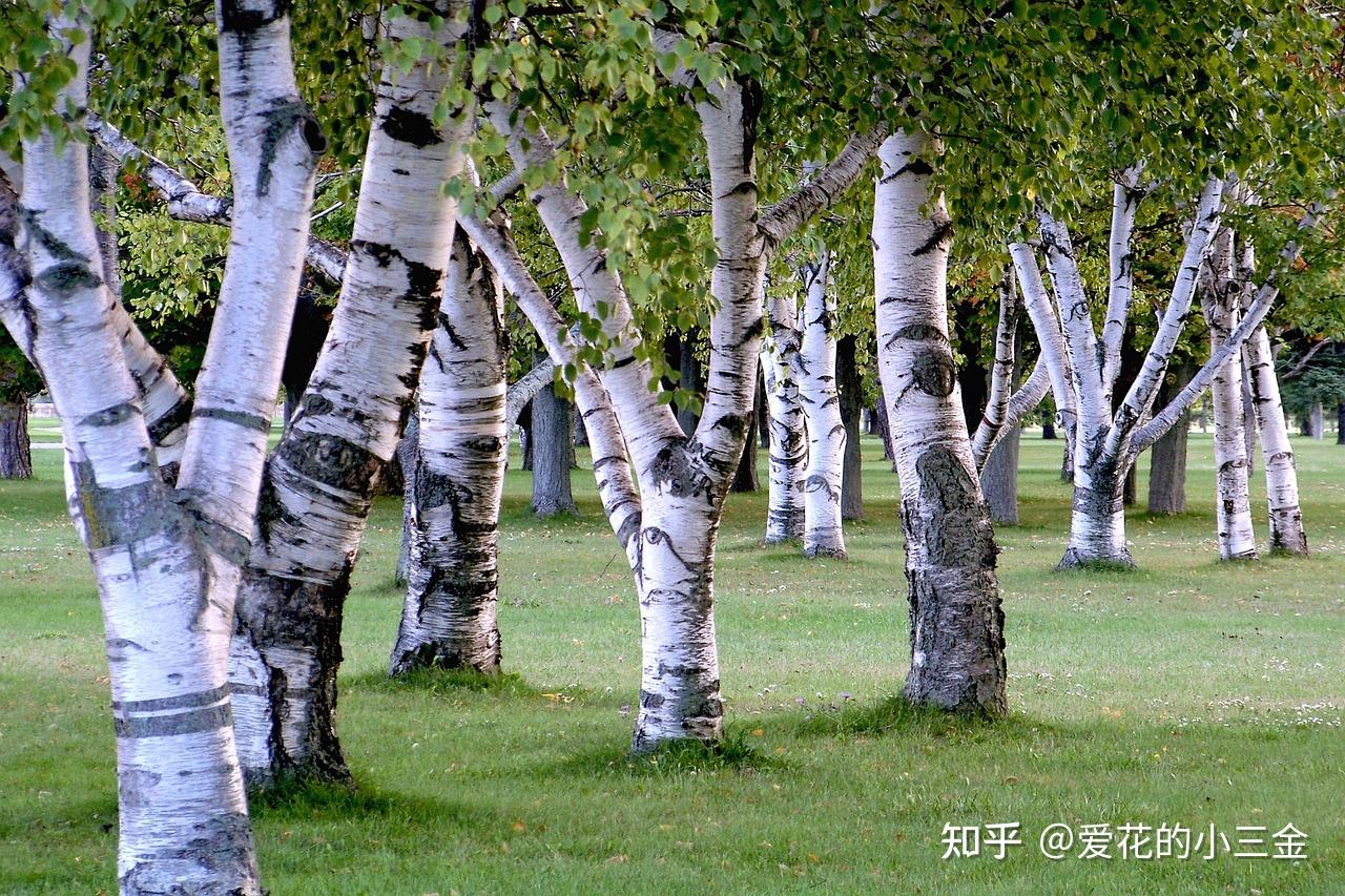 秋冬赏叶植物(十二):桦树 - 知乎