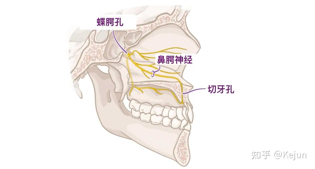 人体解剖学基础———口腔篇