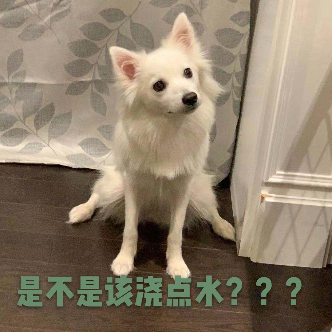 蚂蚁森林合种表情包