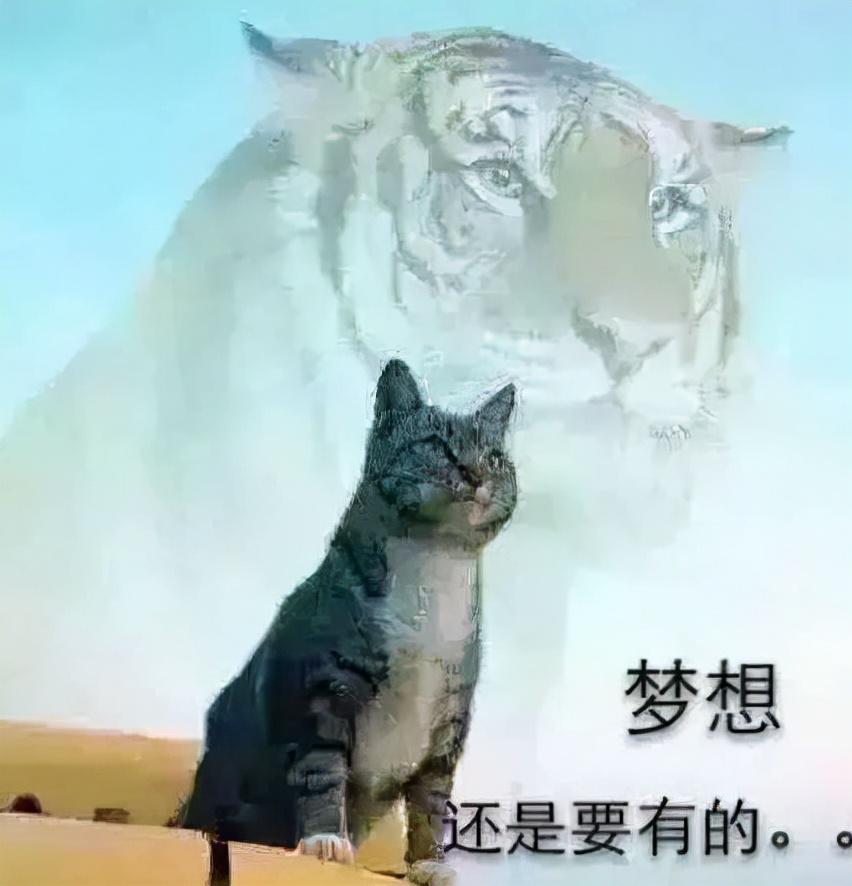 限定款猫年 老虎猫头身份证你想不想要?