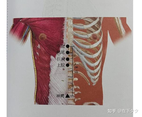 人纪系列——08针灸 神阙 水分 中脘 巨阙穴 - 知乎