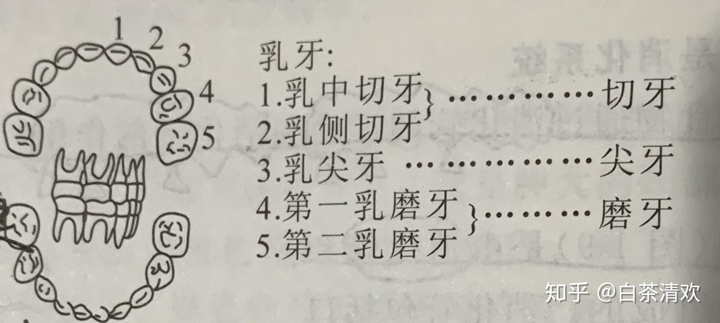 乳牙萌出有一定的顺序,最先萌出的是2个下中切牙(下门牙,然后出上面