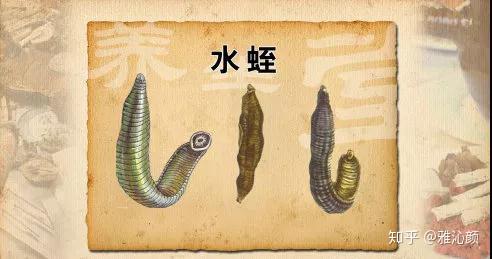 你没听错水蛭素居然有那么多的功效