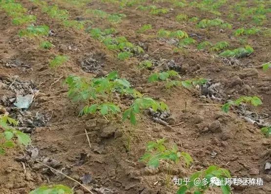 國花牡丹尊貴決定牡丹種植成敗的關鍵不可不知