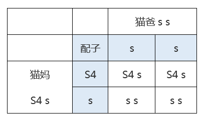 布偶猫品相图解双色图片