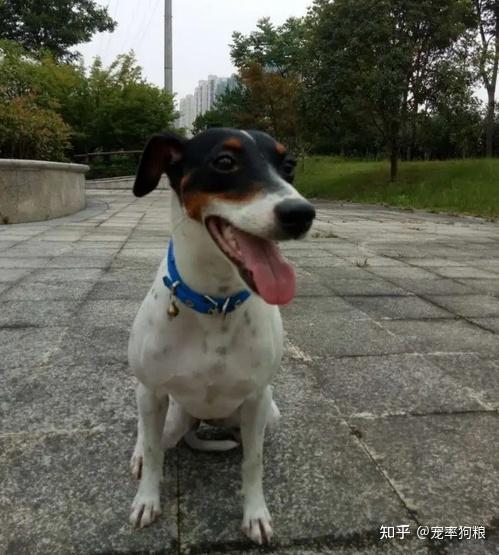 太仓小猎犬的6大优点,怪不得养过的人,都不想换狗了 - 知乎