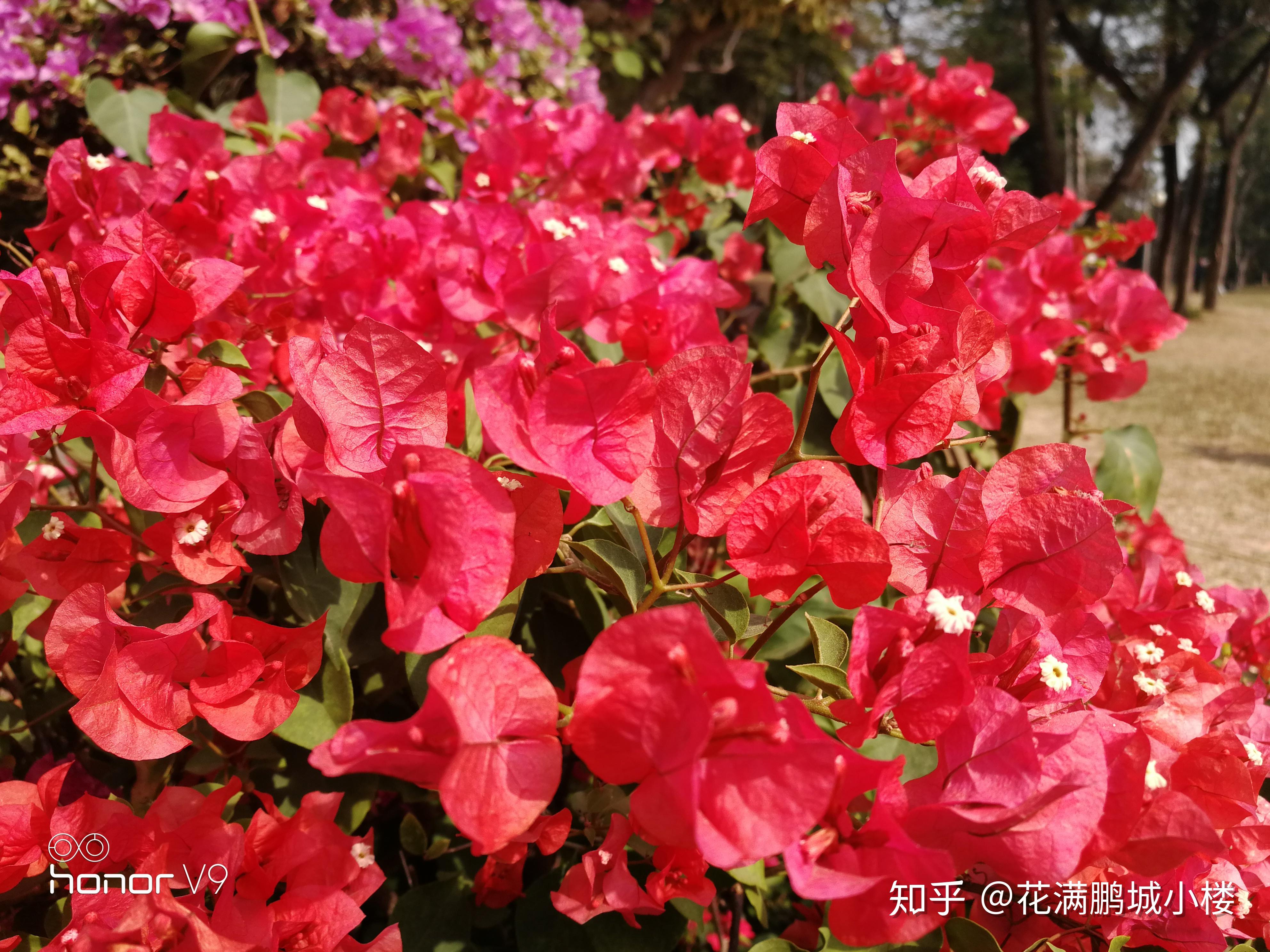 深圳莲花山公园勒杜鹃展,艳阳下耀眼的三角梅们