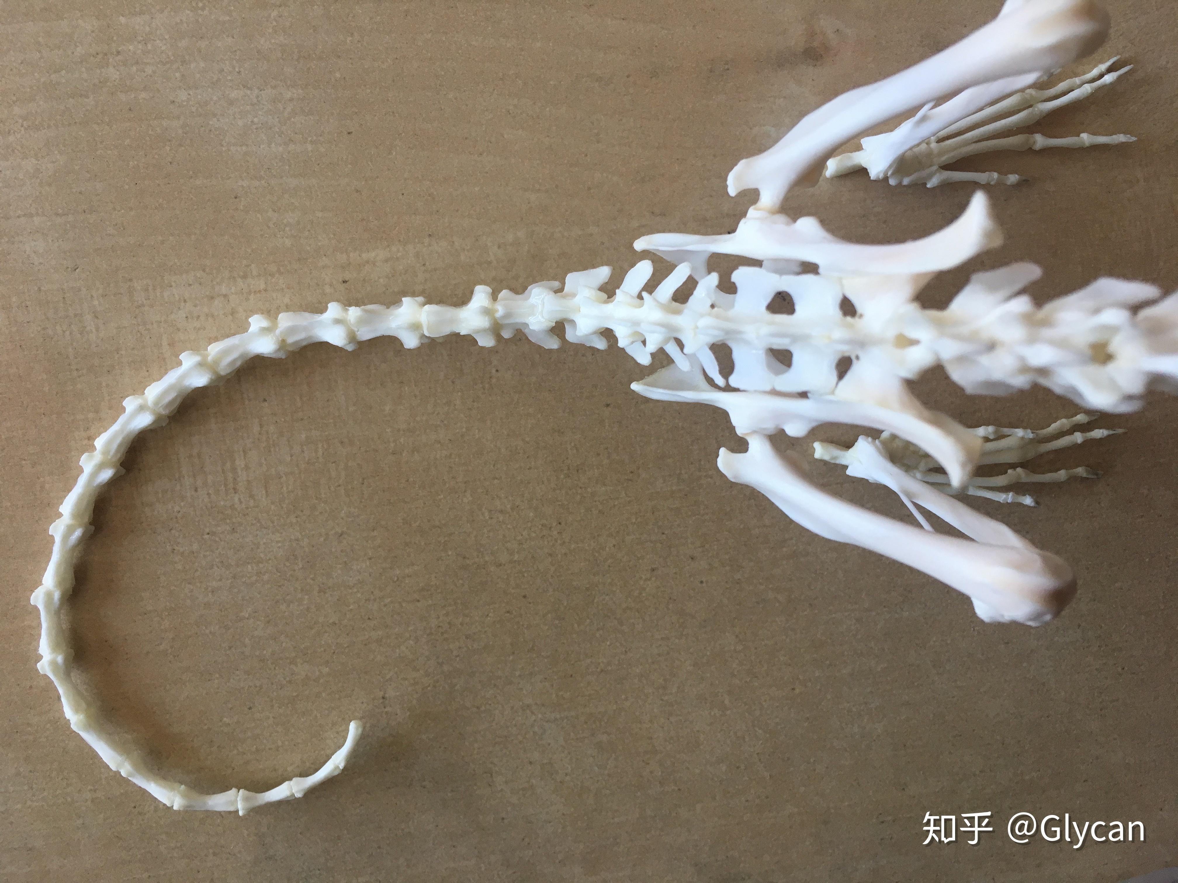 猫骨骼标本模型 宠物动物猫犬 教学骨架骨头 骨科器械 猫骨骼模型-阿里巴巴
