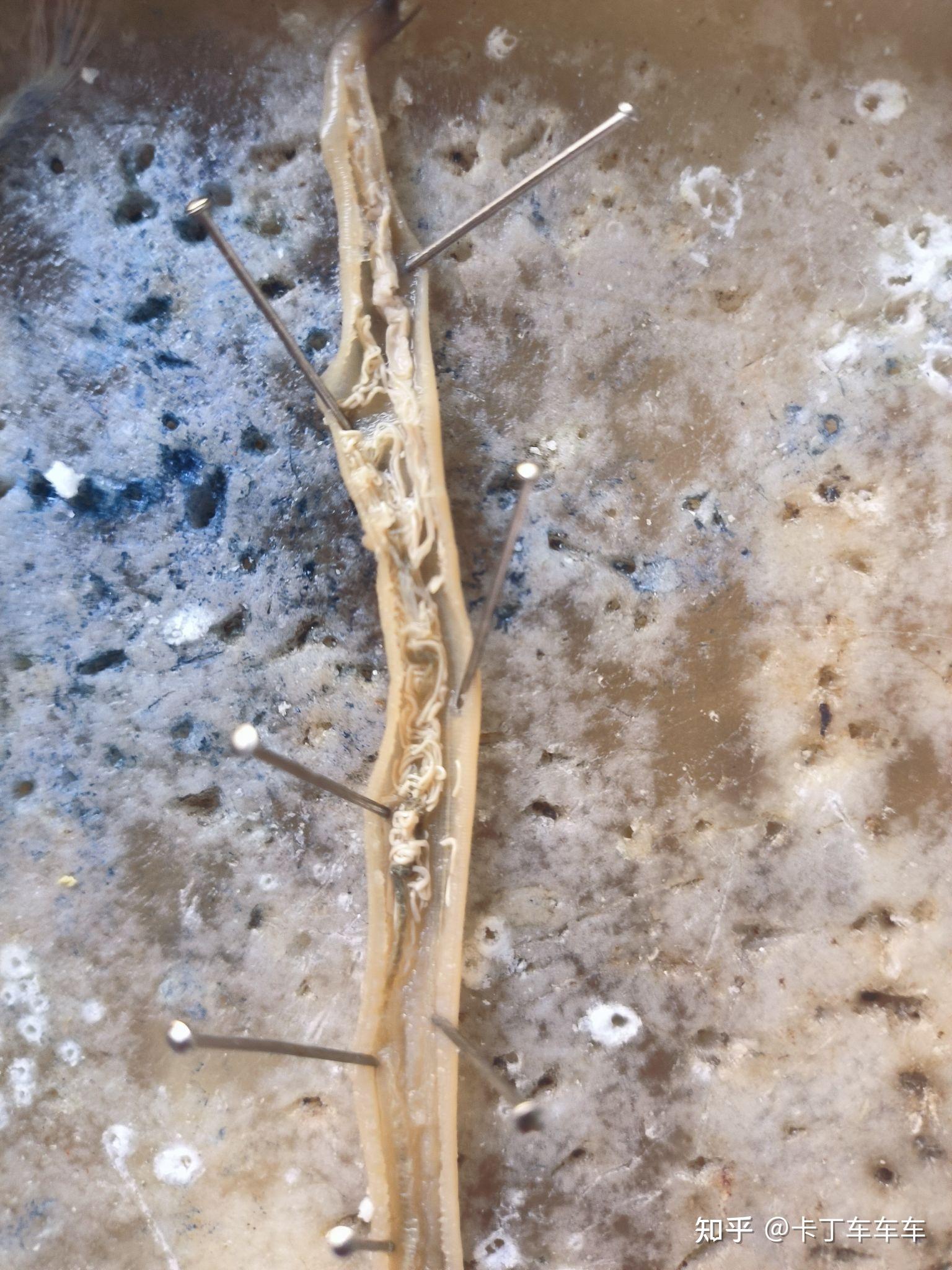 绘制雌雄蛔虫横切图. - 知乎