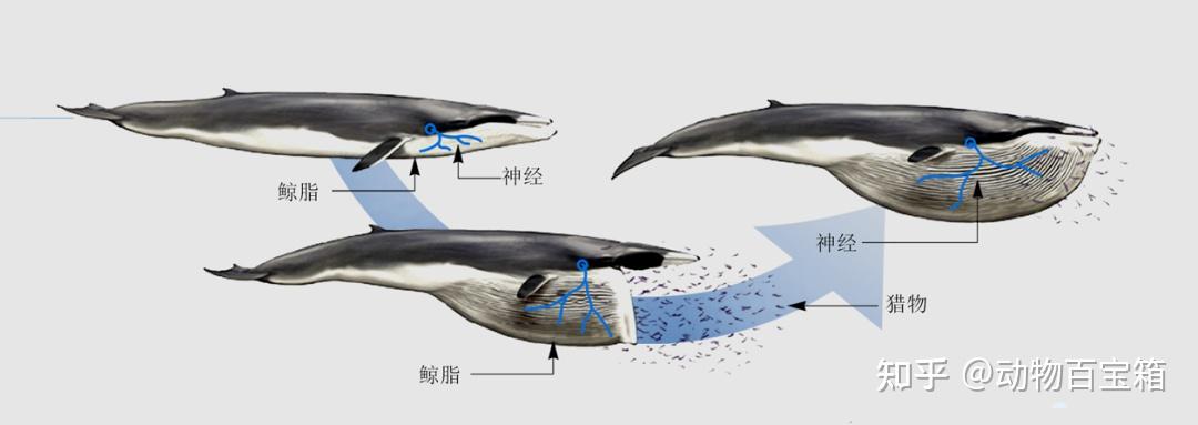 大连一鲸鱼搁浅嘴巴竟鼓起一个大包或将爆炸鲸爆有多可怕