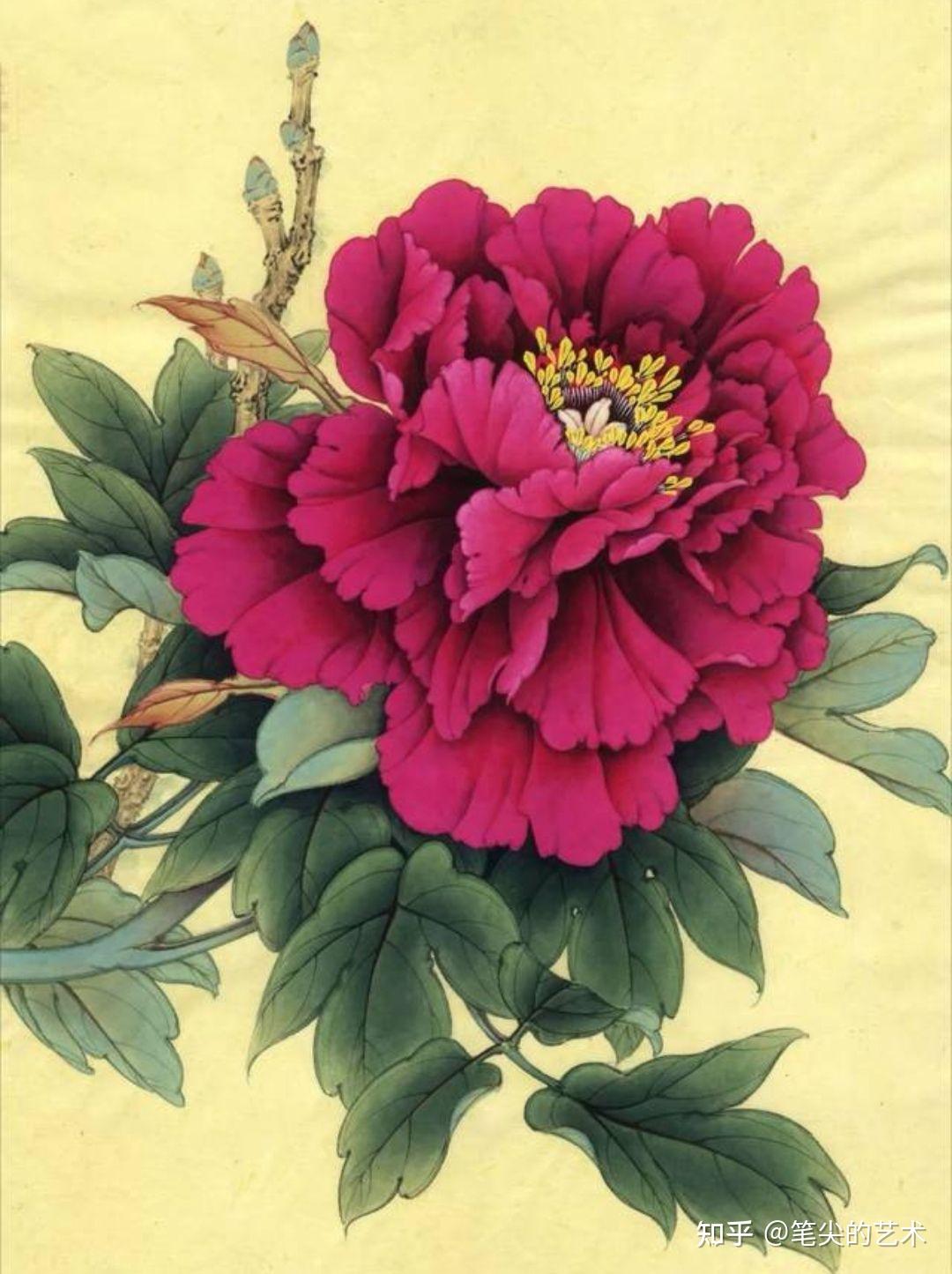 工笔粉色芍药画法步骤 - 知乎